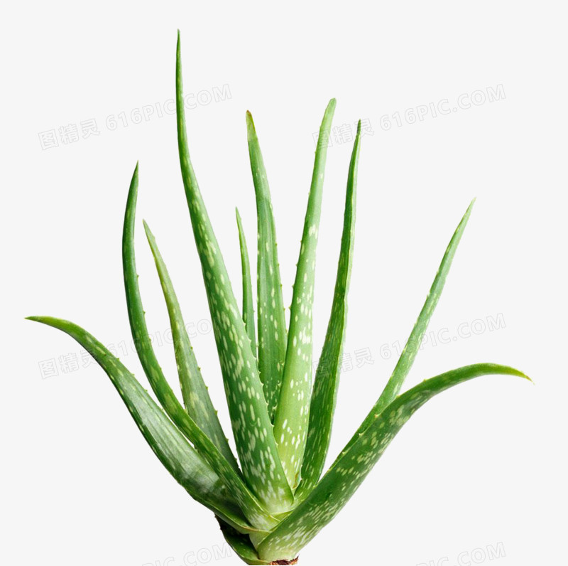 芦荟 