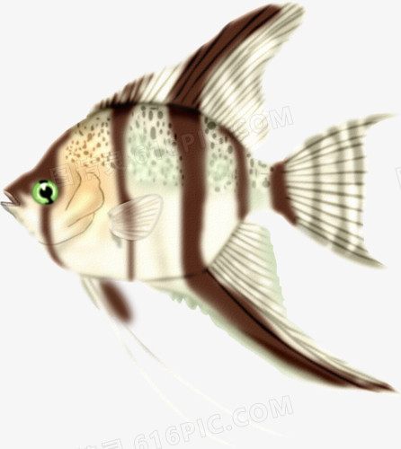 褐纹白鱼