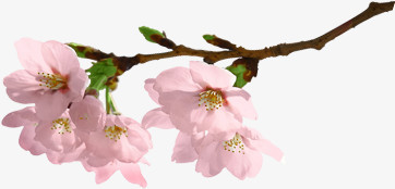粉色可爱春天盛开花朵树枝