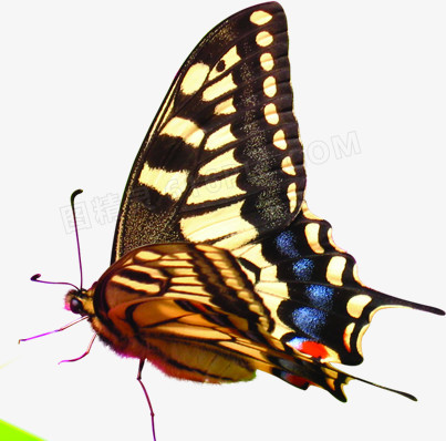 春季棕色纹理斑点蝴蝶