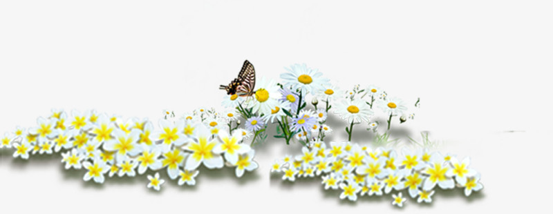春天黄白色野外花海