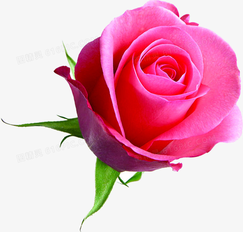 玫瑰粉色盛开海报背景七夕情人节