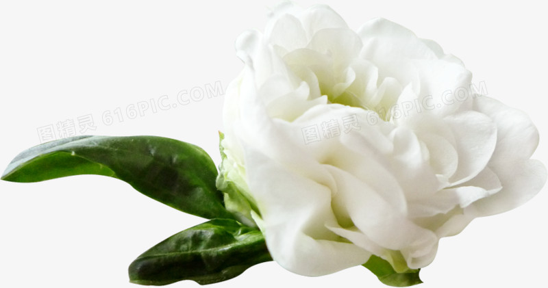 白色 花朵装饰