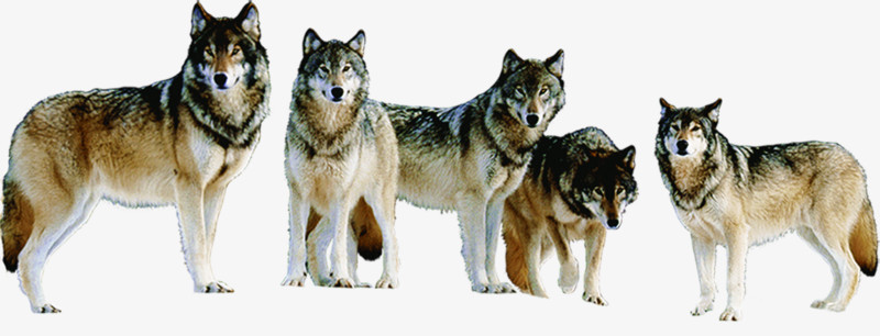 山地狼群野狼团队
