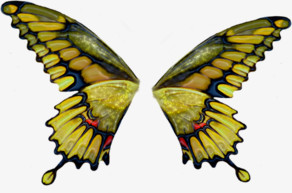 绿色蝴蝶PNG透明背景素材