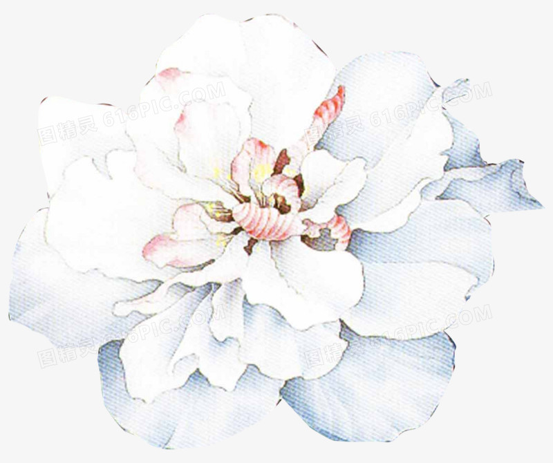 水彩手绘白花