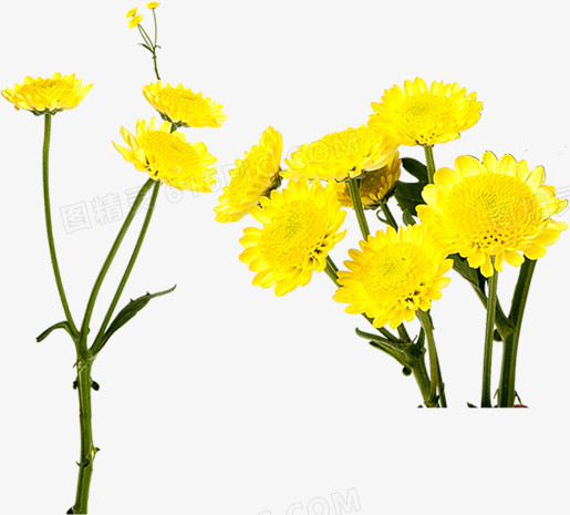 春天黄色蒲公英花朵