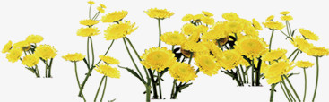春季黄色花海装饰