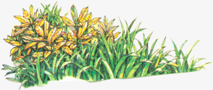 绘画小草贺卡设计