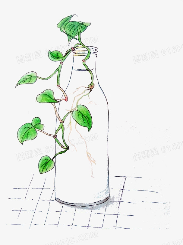 植物