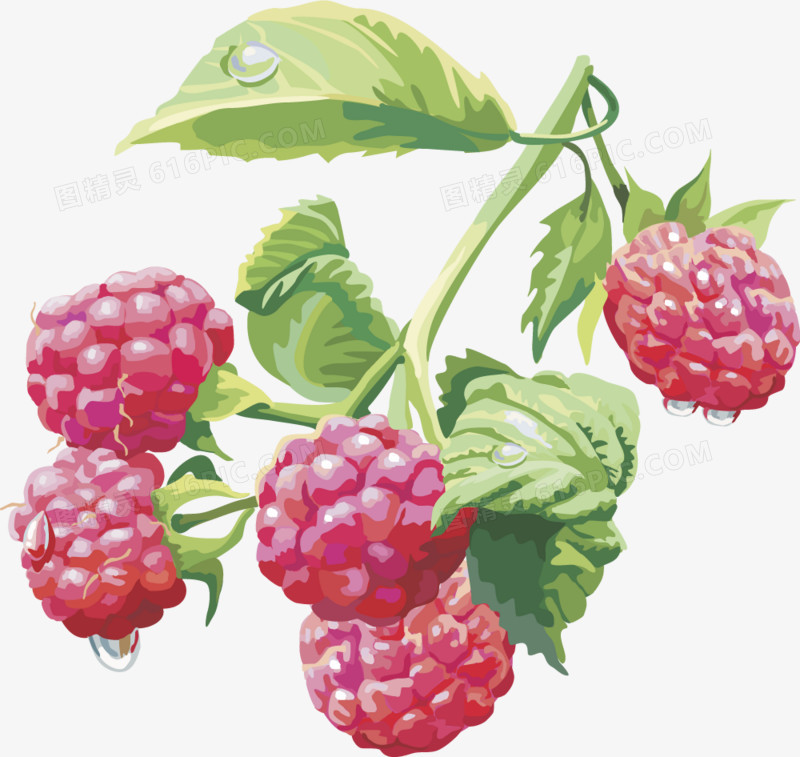 矢量图树莓