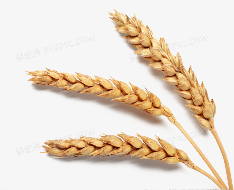 麦穗和稻谷