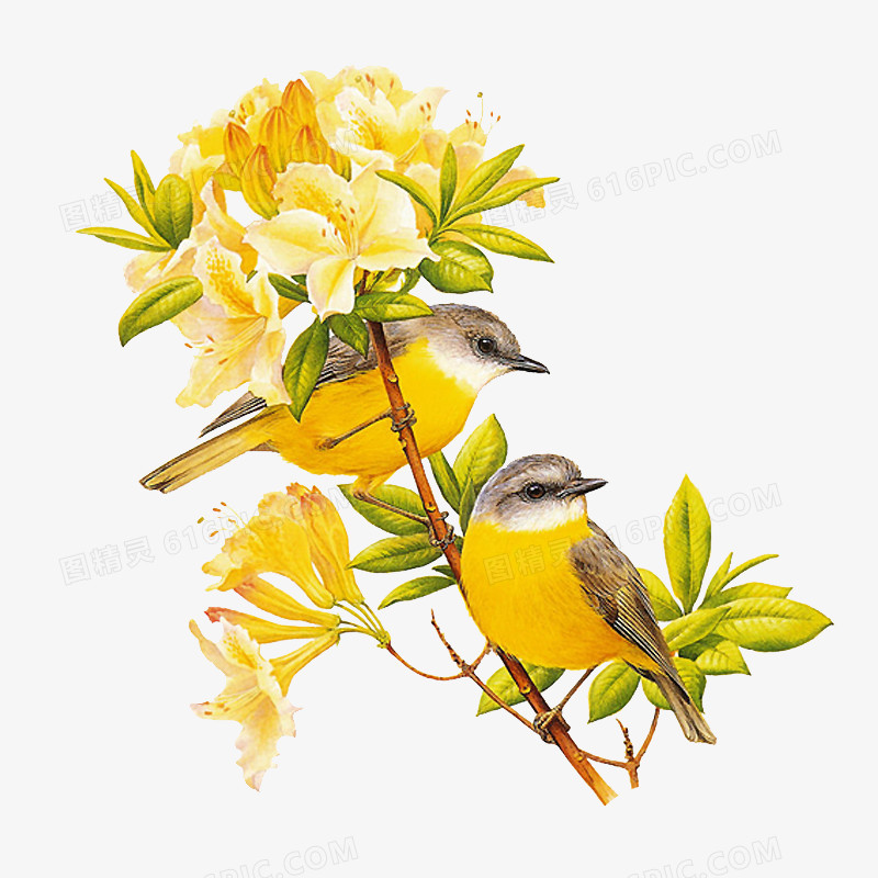 黄鹂鸟花朵素材