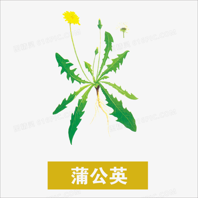 草药