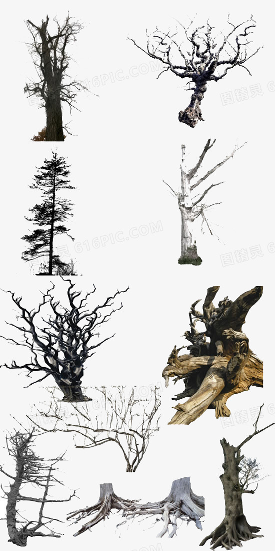 4种枯树