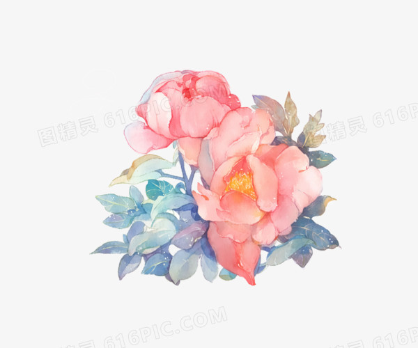 手绘含苞待放牡丹