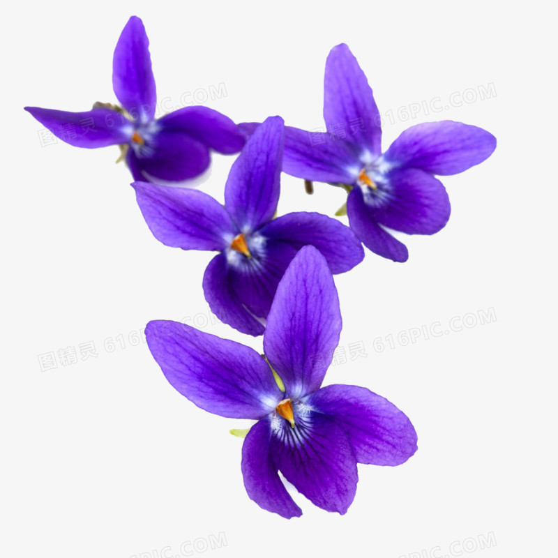 紫罗兰花免抠素材
