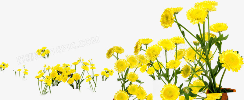 黄色夏季小花装饰花海