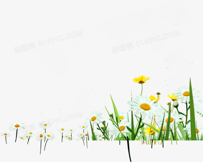 手绘白色春季花朵花海