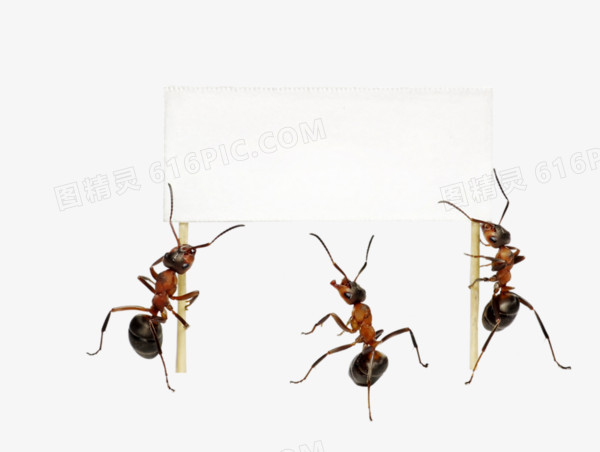 蚂蚁标签素材
