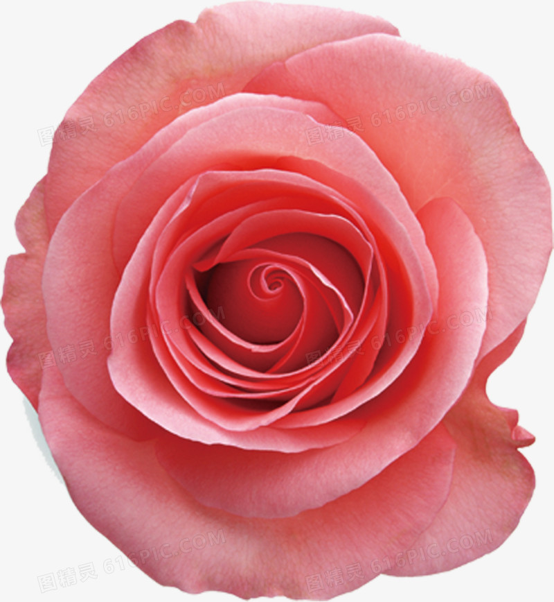 粉色玫瑰卡片设计