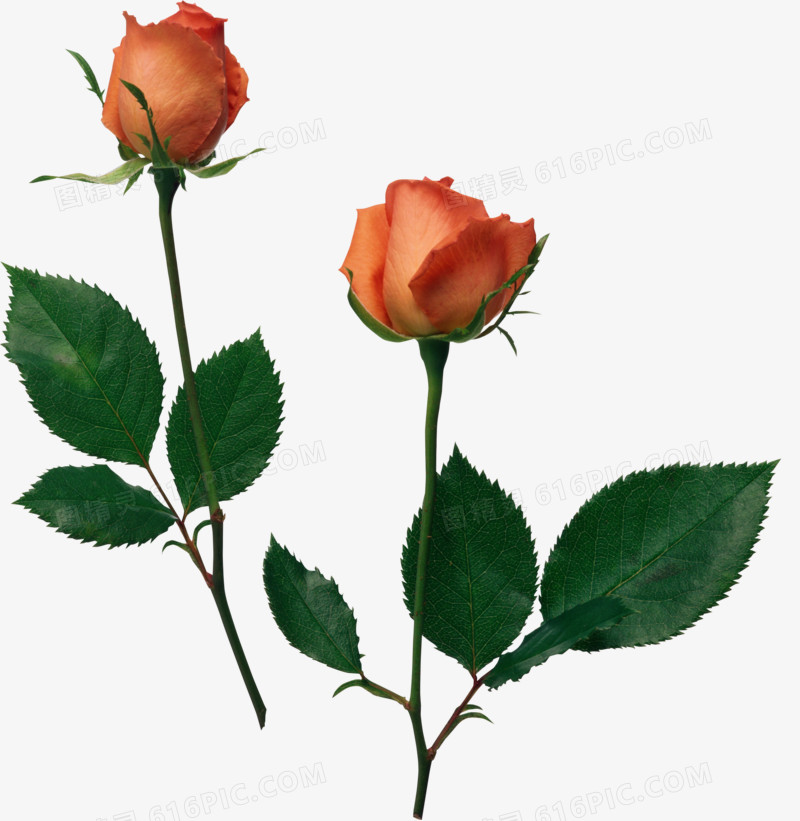 手绘花朵素材植物花卉素材 玫瑰花枝