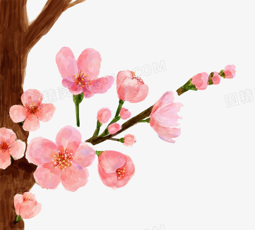 手绘水彩画樱花花朵树枝