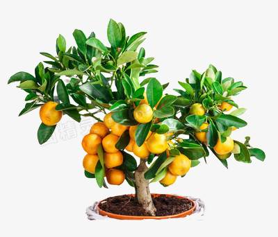 盆栽里长满橘子的小橘树