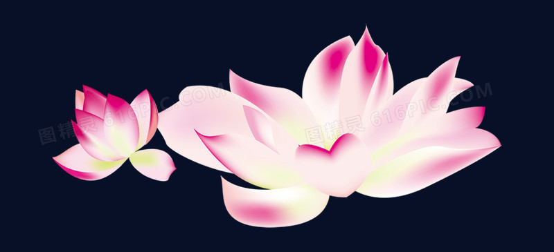 荷花