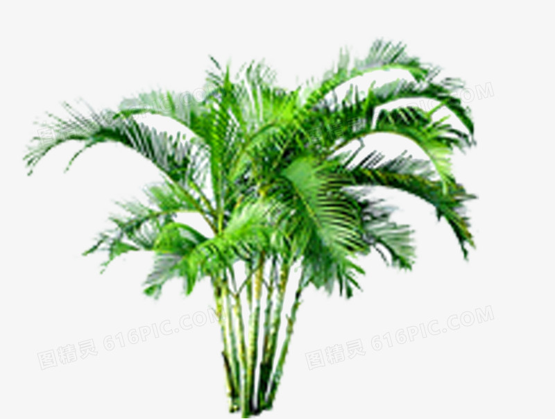 热带植物