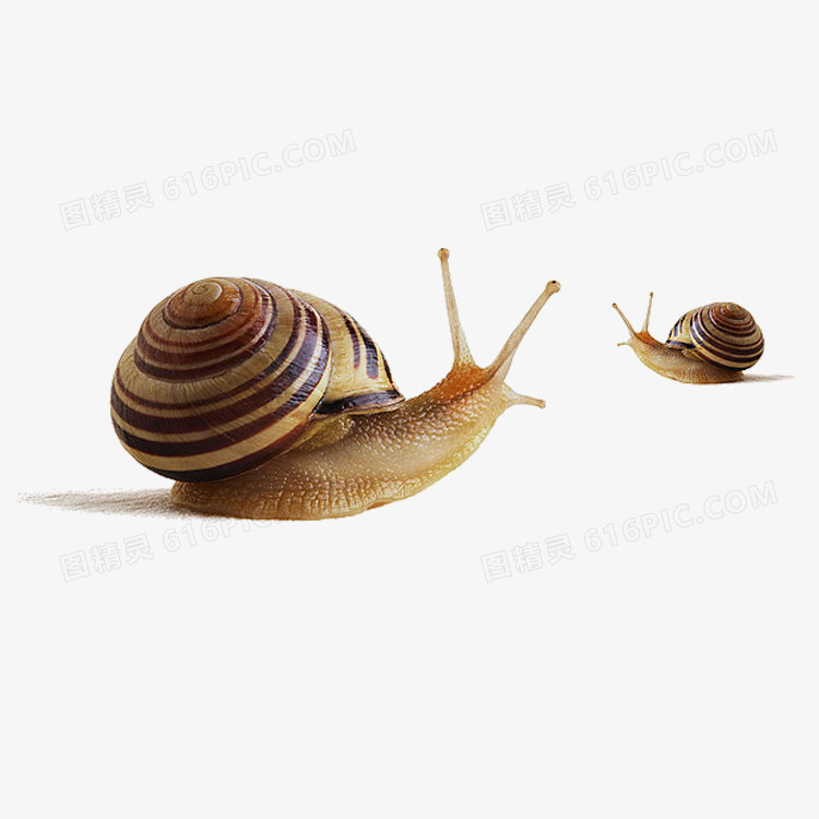 两只蜗牛