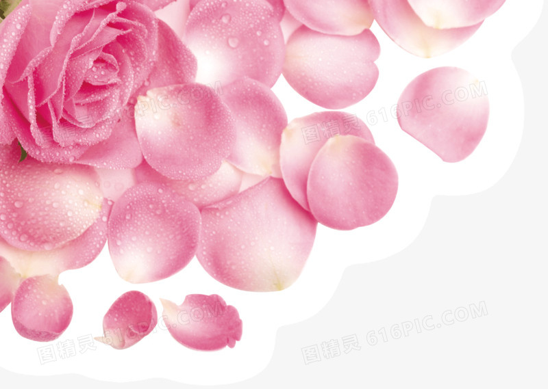 粉色水嫩玫瑰花