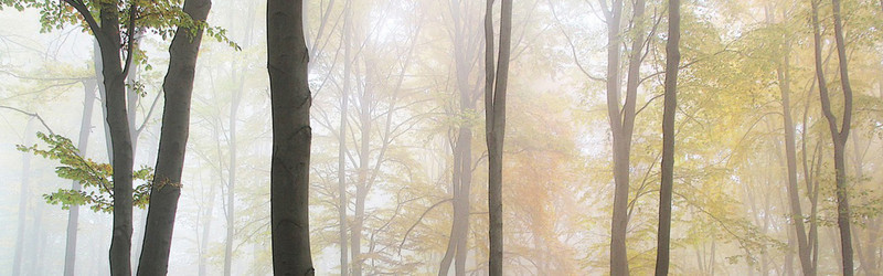 秋色中的迷雾树林背景