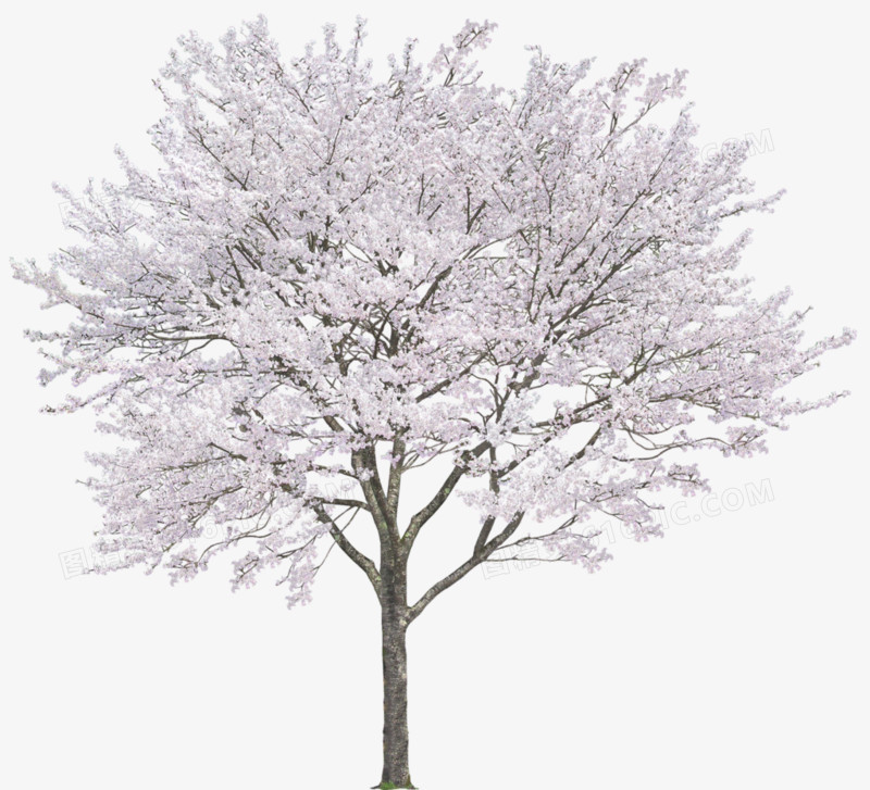 白色花朵树木
