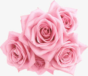 粉色绽放玫瑰七夕情人节