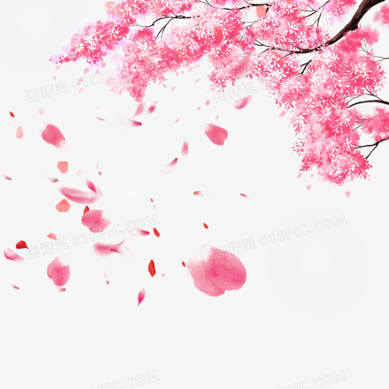 粉色的樱花节日
