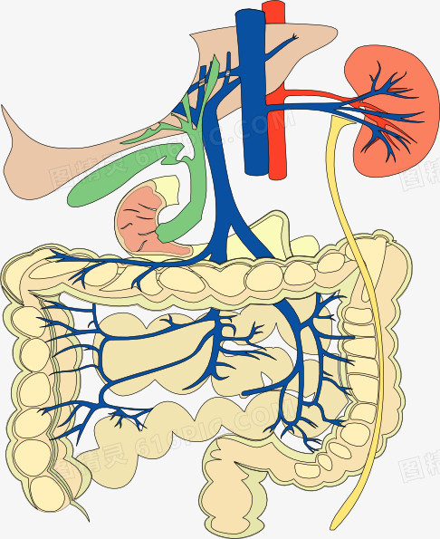 人体肠胃结构