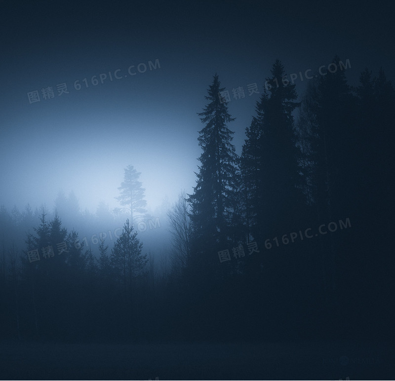 夜下的迷雾松树林海报背景
