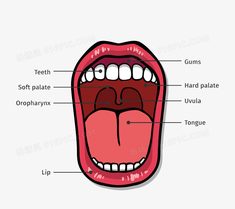 口腔结构图矢量