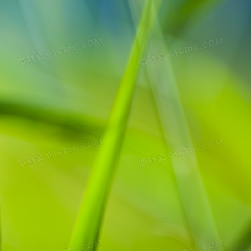 梦幻草叶背景