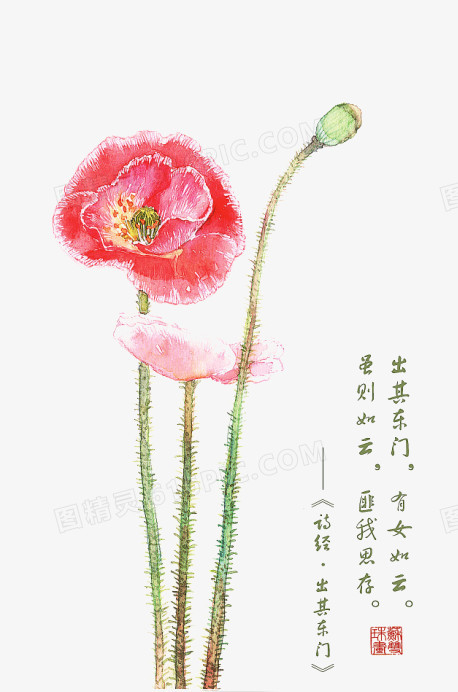 诗经花朵插画配图