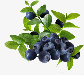 蓝莓水果树枝风景