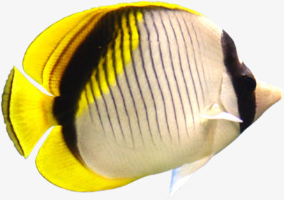 高清摄影黄色白色条纹深海的鱼