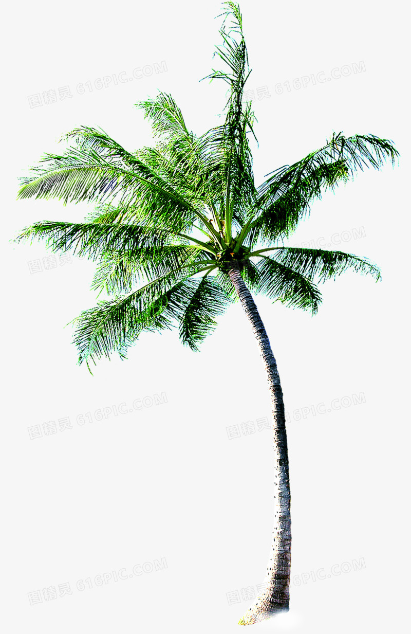 夏天的椰子树