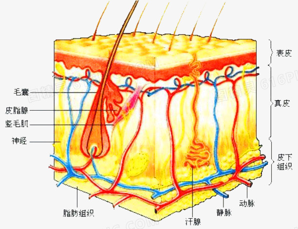 生物学知识皮肤组织