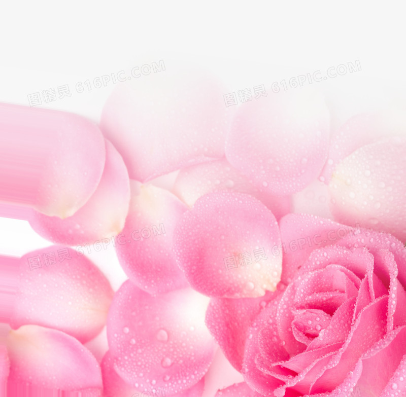 粉色露珠玫瑰花瓣七夕