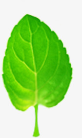绿色树叶健康活力