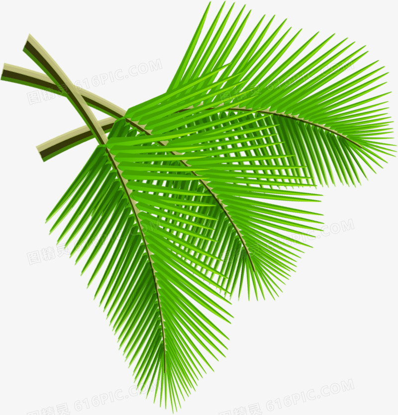 夏季椰树树枝素材