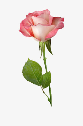 玫瑰花粉红玫瑰花装饰图片