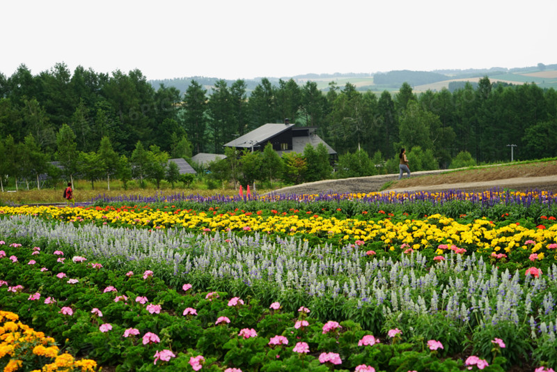 北海道美瑛花海